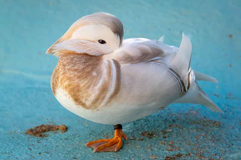 Leucistic Mandarin Duck