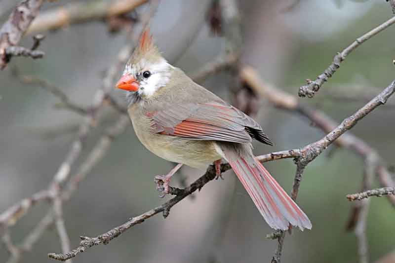 Leucistic Northern Cardinal