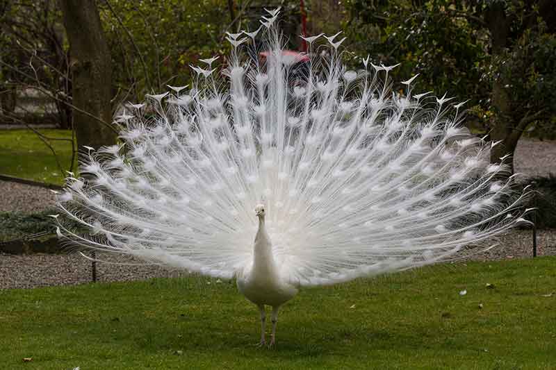 Leucistic Peafowl