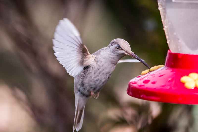 Leucistic Rivoli's Hummingbird