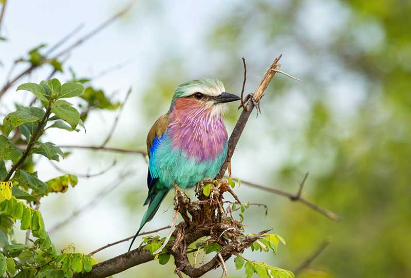 Lilac-Brested Roller