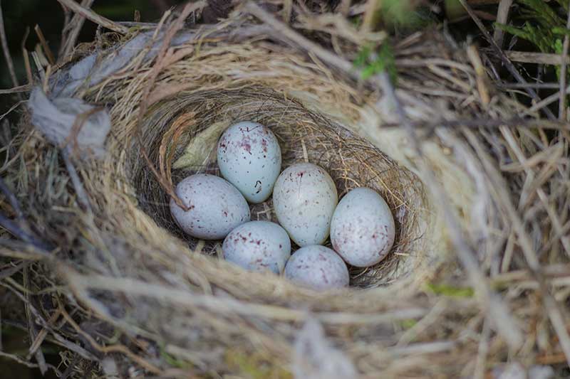 Linnet Eggs