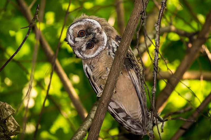 Long-Eared Owl