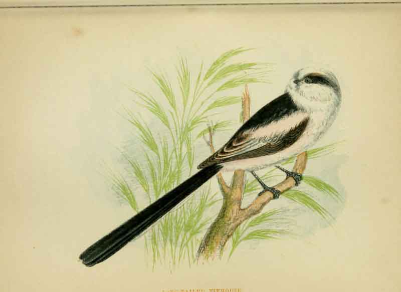Long-Tailed Tit