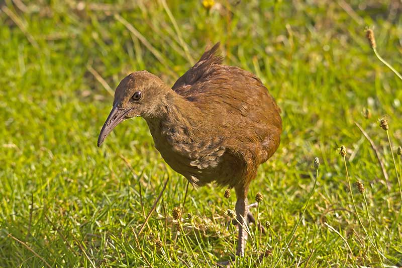 Lord Howe woodhen