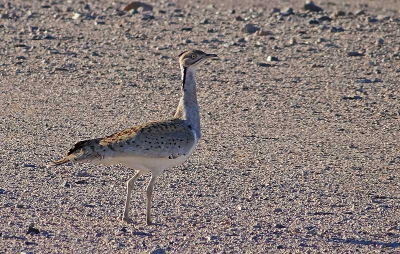 Macqueen's Bustard