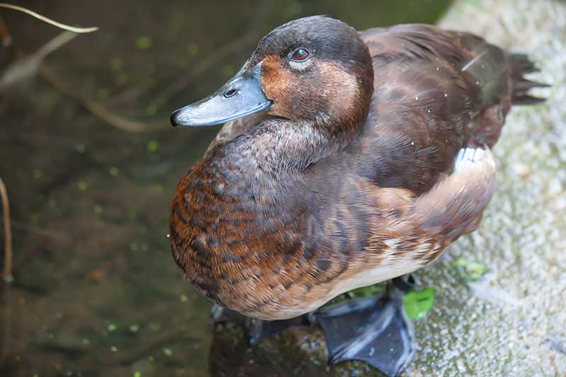 Madagascar Pochard