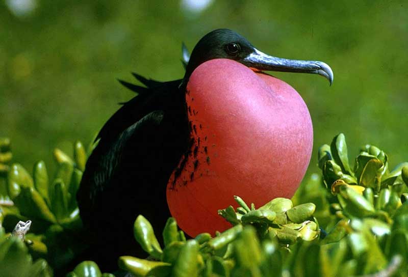 Magnificent Frigatebird