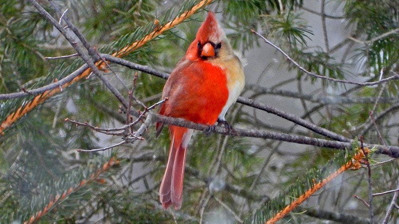 Male And Female Cardinal