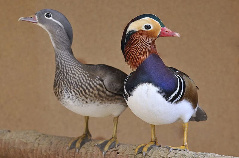 Male And Female Mandarin Ducks