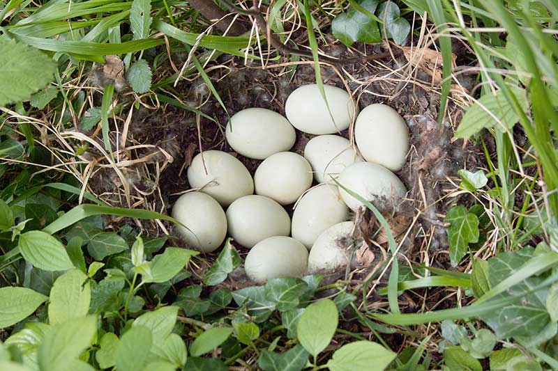 Mallard Eggs