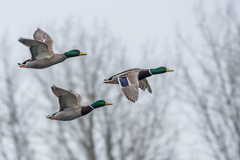Mallards