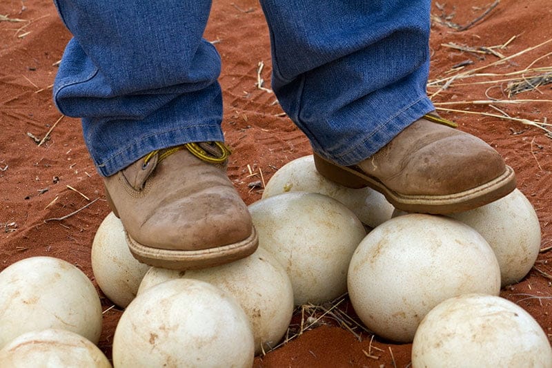 Man Standing On Ostrich Eggs