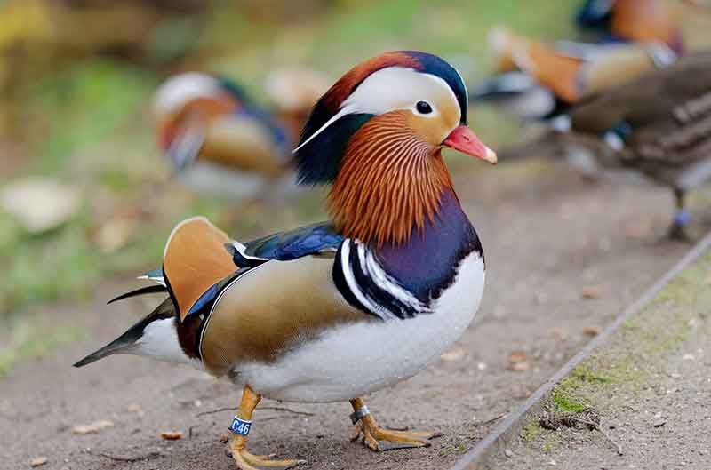 Mandarin Duck