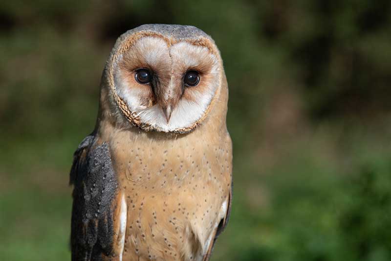 Melanistic Barn Owl