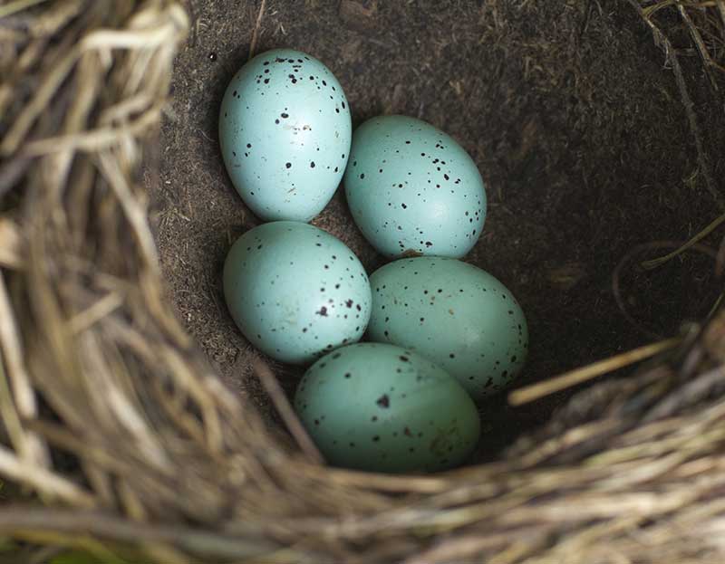 Mistle Thrush Eggs