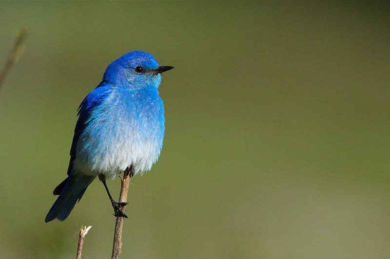 Mountain Bluebird