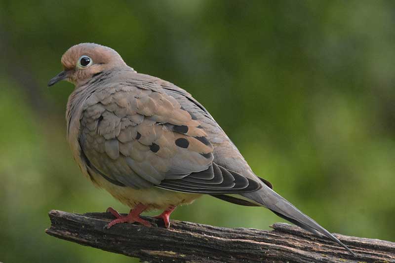 Mourning Dove