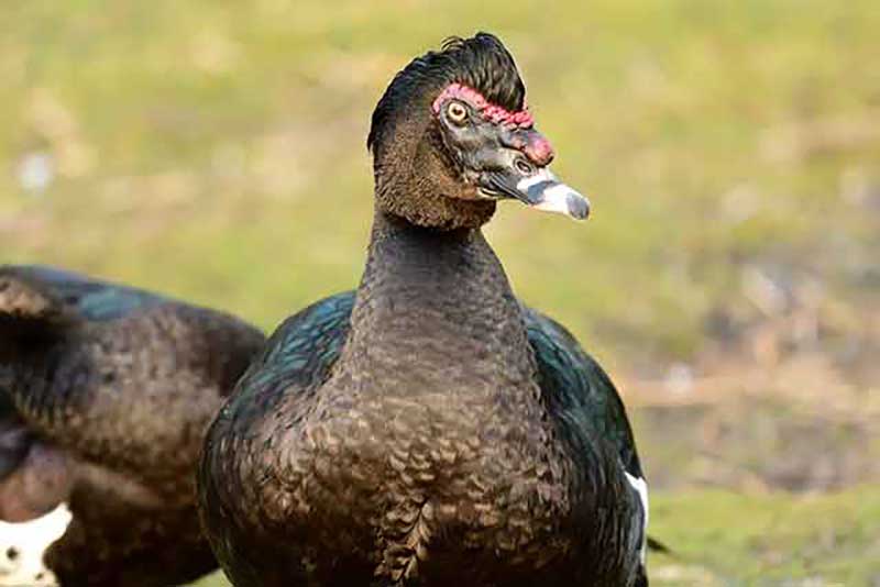 Muscovy Duck