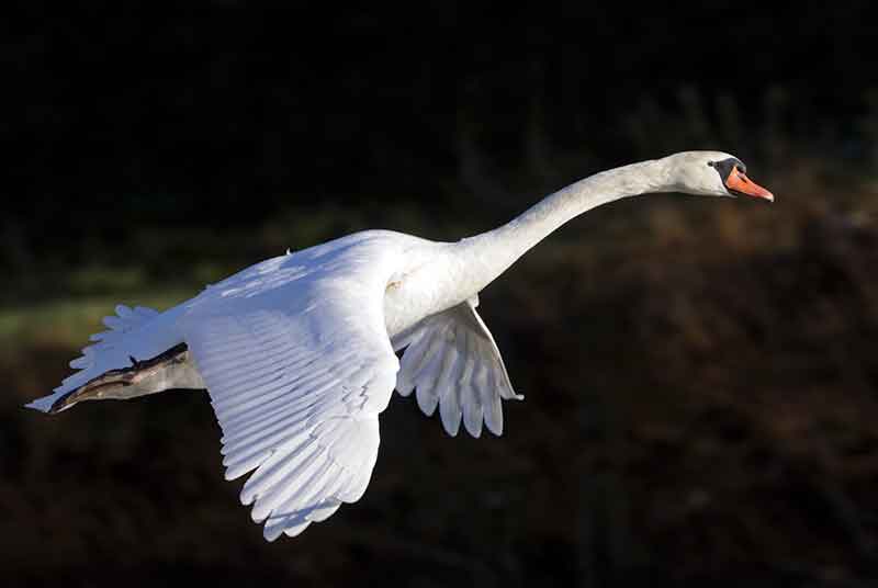 Mute Swan