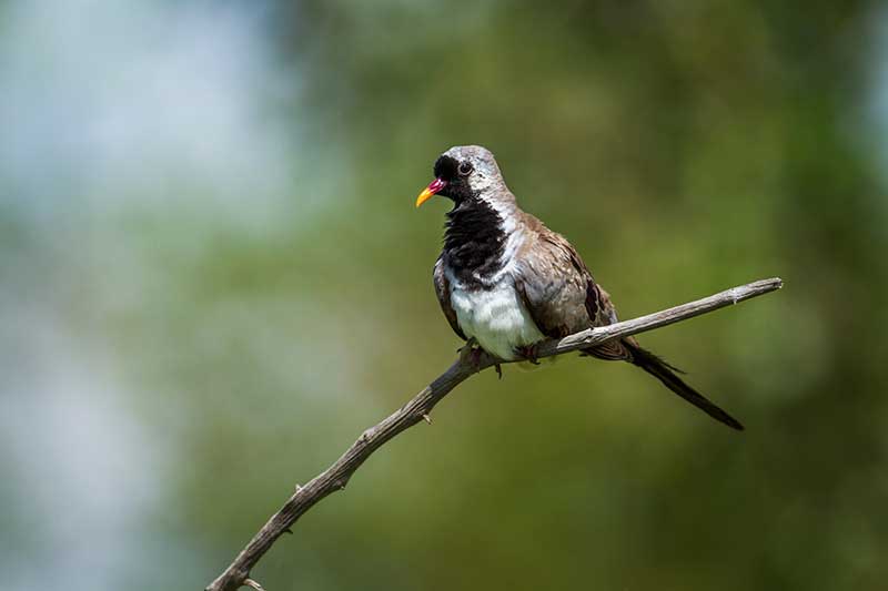 Namaqua Dove