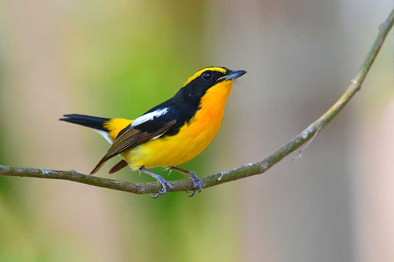 Narcissus Flycatcher
