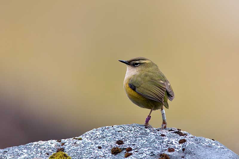 New Zealand Rock Wren