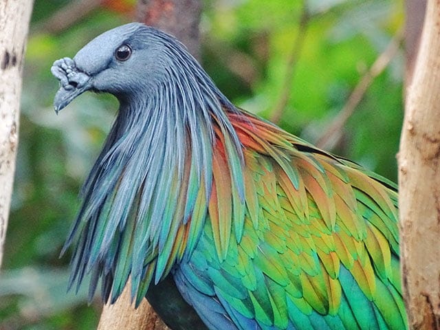 Nicobar Pigeon