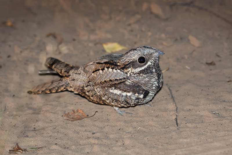 Nightjar
