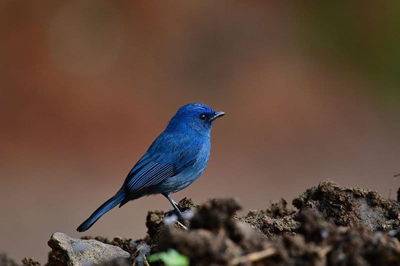 Nilgiri Flycatcher