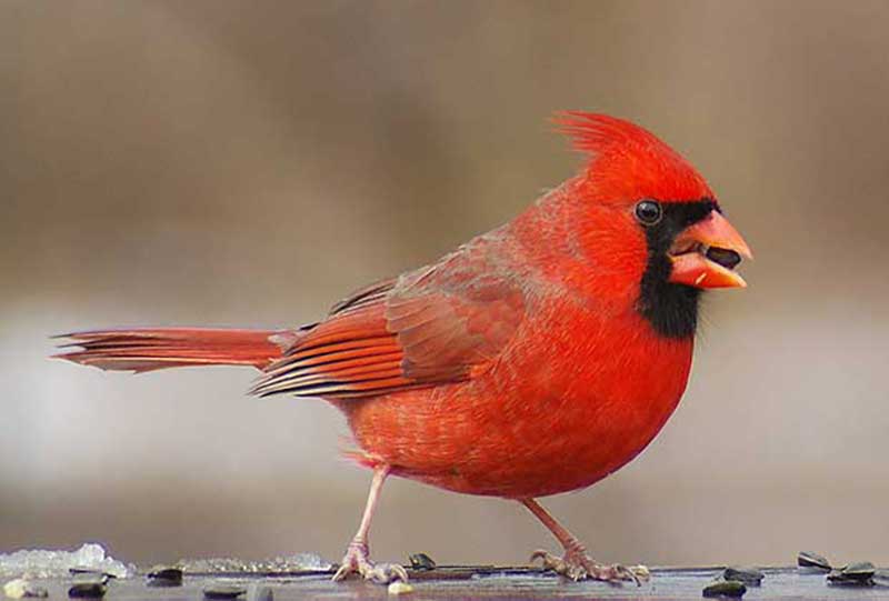 Northern Cardinal