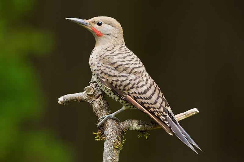 Northern Flicker