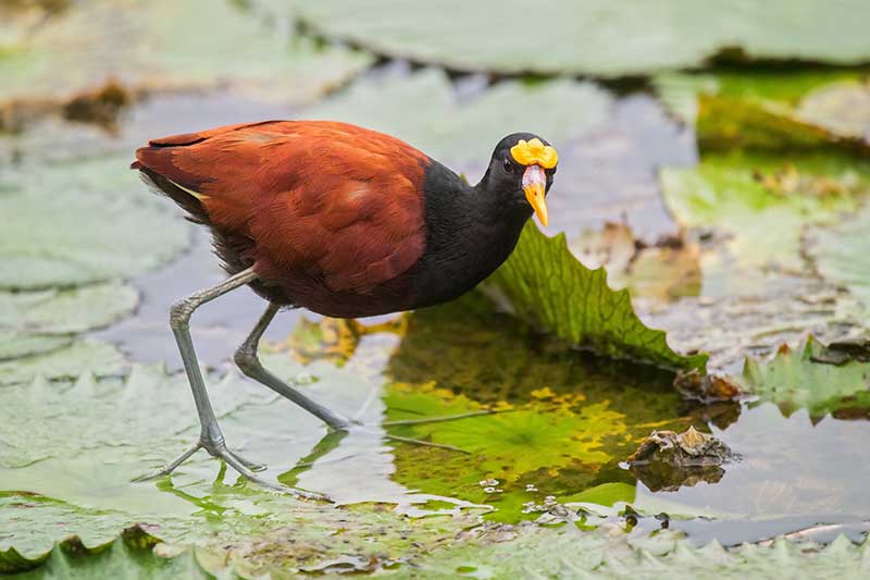 Northern Jacana