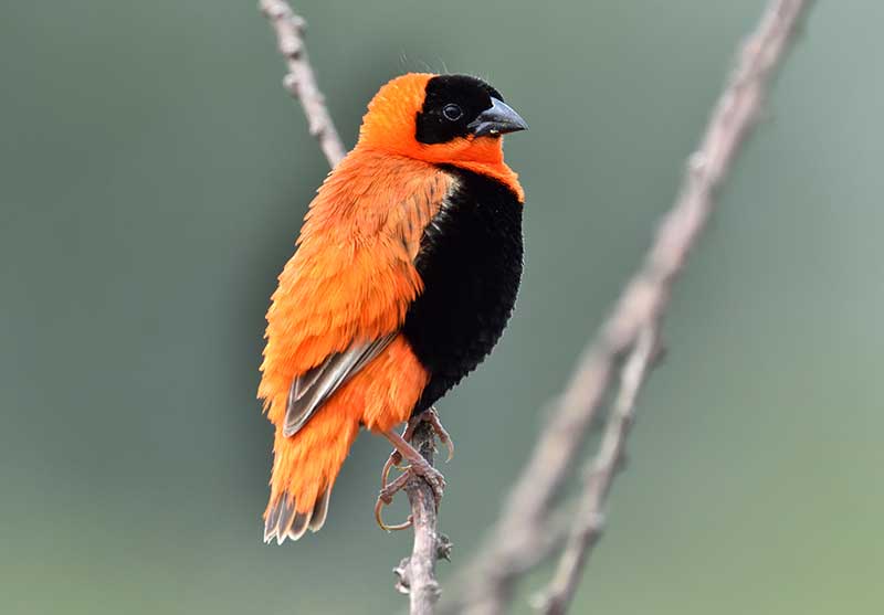 Northern Red Bishop