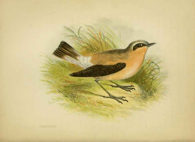 Northern Wheatear
