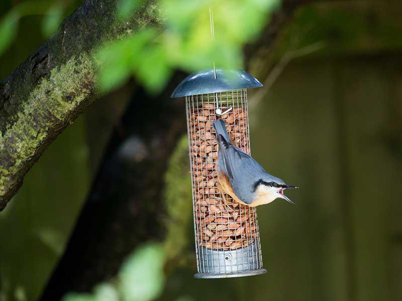 Nuthatch On A Bird Feeder