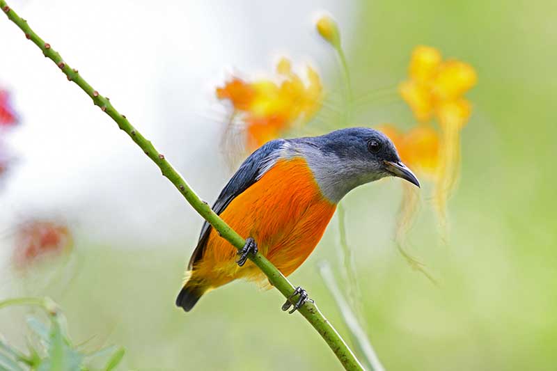 Orange-Bellied Flowerpecker