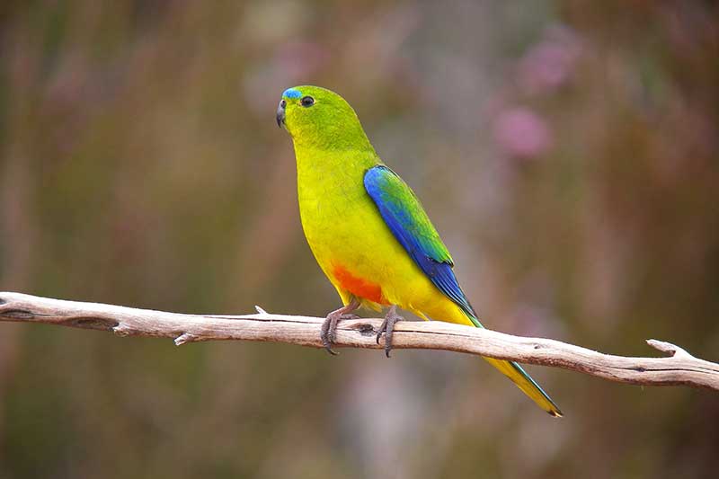 Orange-Bellied Parrot
