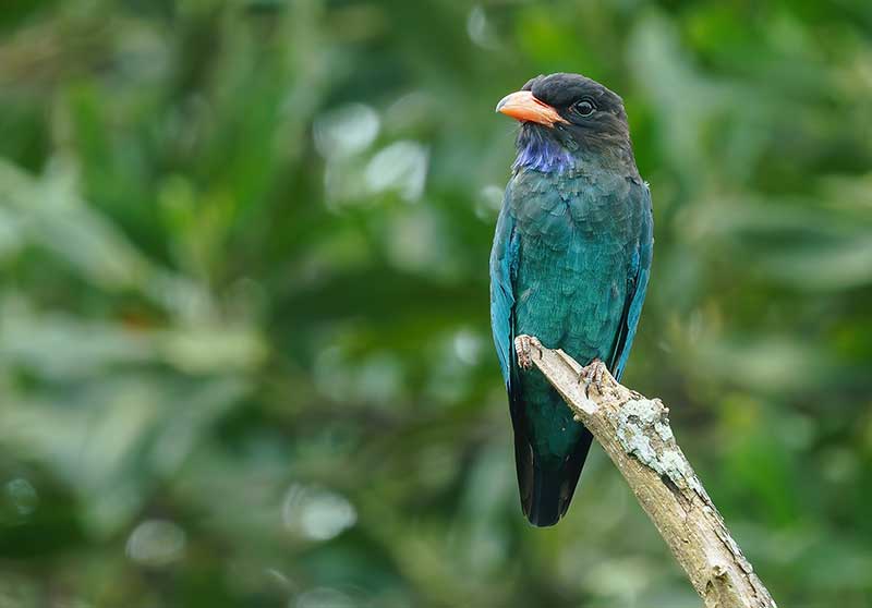 Oriental Dollarbird