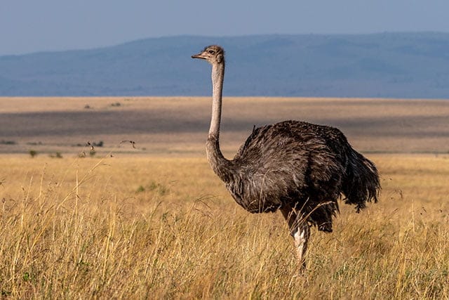 Ostrich