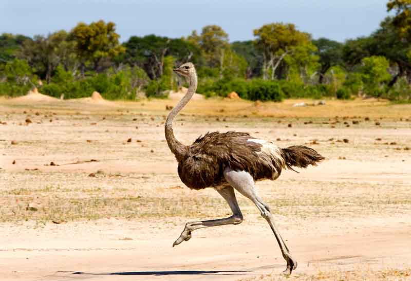Running Ostrich