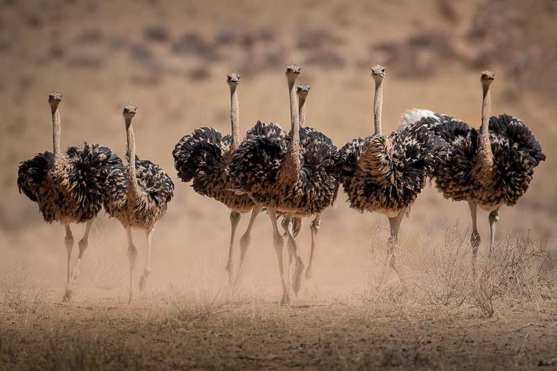 Ostriches