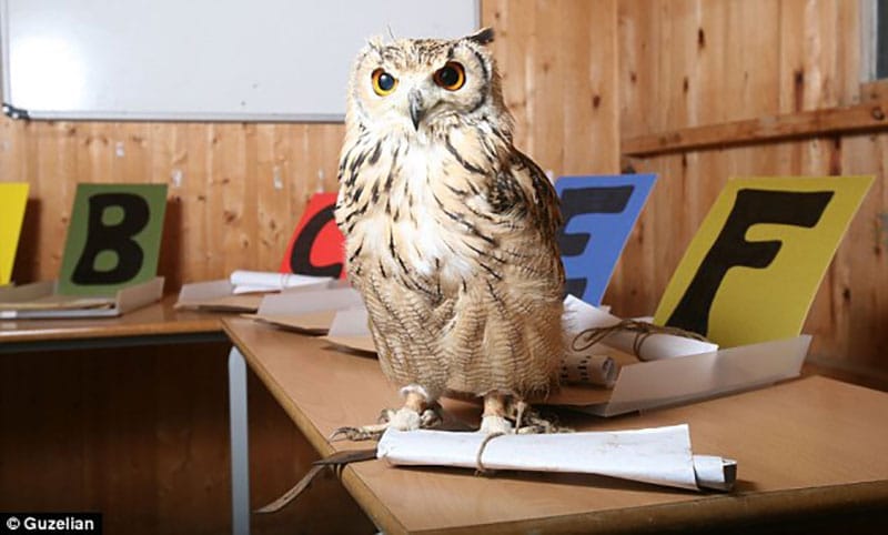 Owl Delivering Mail