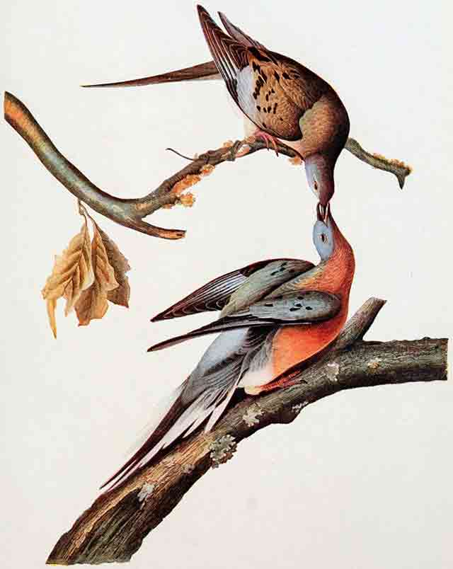 Passenger Pigeon