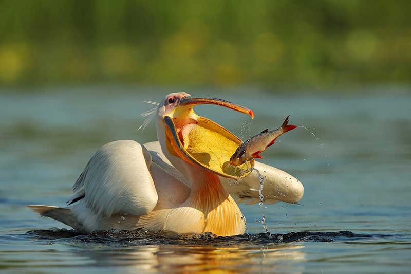 Pelican
