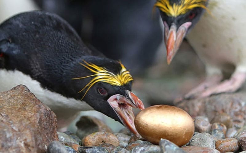 Penguin Golden Egg