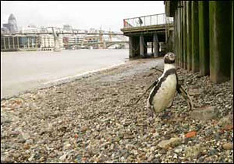 Penguin On The Thames