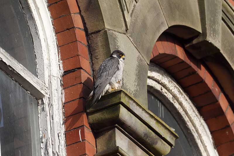 City Peregrine Falcon