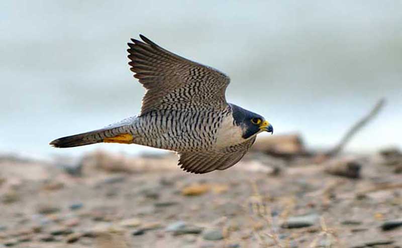 Peregrine Falcon