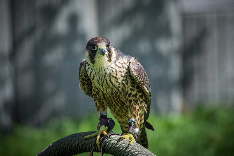 Peregrine Falcon